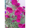 Айстра новобельгійська махрова Бордо ( Aster novi-belgii Bordo)
